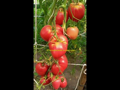 Томат Итальянские сердечки