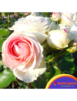 Пьер де Ронсар (Pierre de Ronsard)