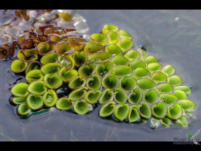 Сальвиния клобучковая