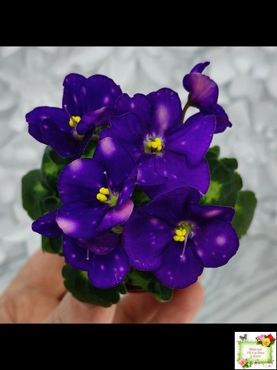 ВаТ-Горох на Десерт (Т. Валькова) 2020 г. (гёрл-листва)