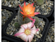 Rebutia hybr. ‘Sunrise’ (семена)