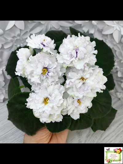 РМ-Прекрасный Жемчуг (Н. Скорнякова) 2022 г.