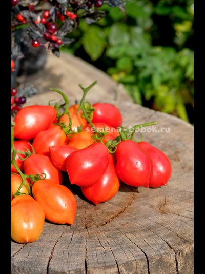 Томат Краса Кургана, 10 шт