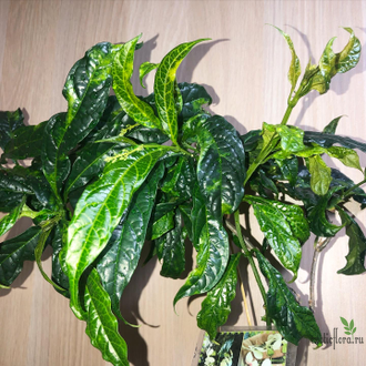 Clerodendrum Wallichiana Variegated / Клеродендрум Фата невесты вариегатный