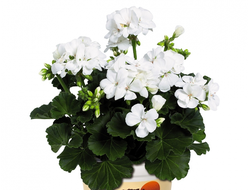 Пеларгония зональная Savannah White, p11