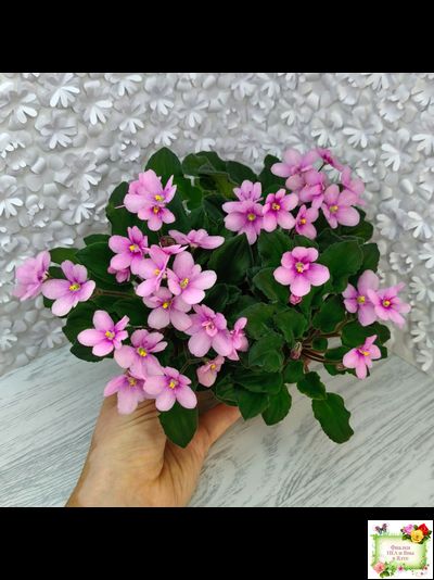 LV-Звезда в Ночи (Л. Шевелева) 2025 г. трейлер (клакамасный лонг)