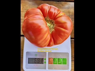 Томат Сицилийское блюдце (Sicilian Saucer, Италия)