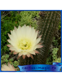 Trichocereus litoralis IDD 1870