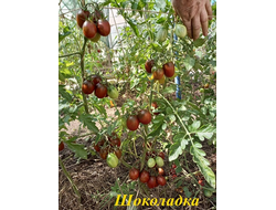 Томат Шоколадка