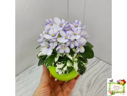 Н-Горный Воздух (Н. Бердникова) 2018