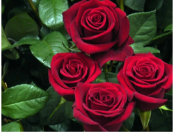 Эксплорер (Explorer ), nterplant Roses