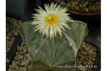 Astrophytum myriostigma