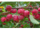 Яблоня Ола (Malus Ola)180-200