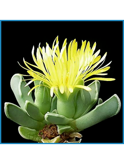 Faucaria