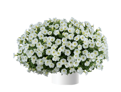 КАЛИБРАХОА МЕТРО ЭРЛИ КОМПАКТ ВАЙТ