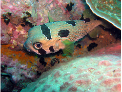 Купить греющую картину с фото морская рыбка 5