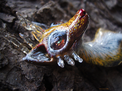 "Пятихвостая кицунэ, разжигающая пламя лисица", фэнтези-брошь в восточном стиле