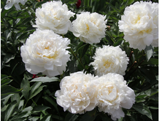 Пион ELSA SASS, ОКС, 3-5 почек