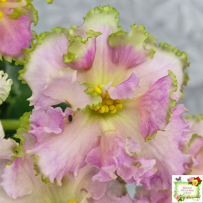 ЕК-Линжери (Е. Коршунова) 2021 г.