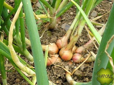 ЛУК СЕМЕЙНЫЙ ШАЛОТ МНОГОЛЕТНИЙ (250 г) для посадки под зиму, дает много зелени и много головок