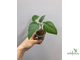 Ficus Palmeri (черенок укоренённый  ) / фикус Палмери