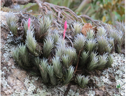 Тилландсия Araujei Tillandsia Araujei, купить в интернет магазине ПлантАква