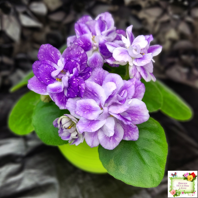 АВ-В Краю Единорогов (Фиалковод) 2020 г.