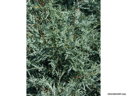 Можжевельник Мунглоу - Moonglow