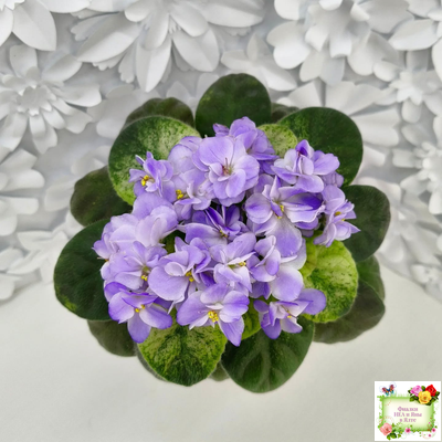 Rob's Wascally Wabbit (R. Robinson) (10983) 05/16/2018