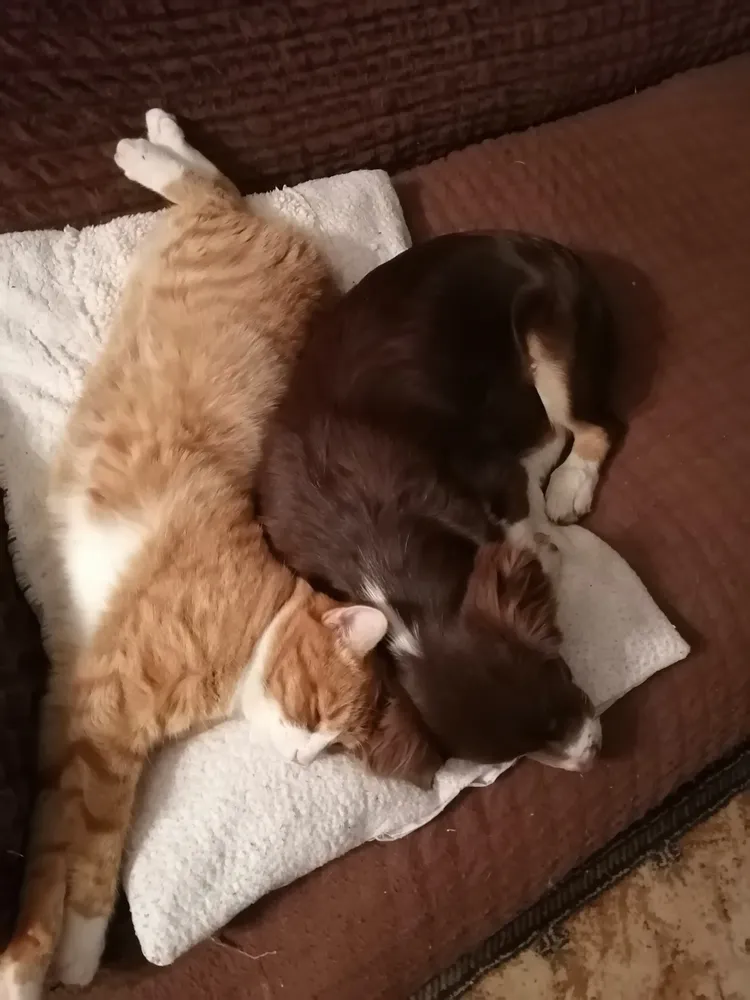 Юта, 5 мес. Когда ты почти кошка :))