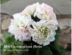 Пеларгония МrS Соловьиная Ночь