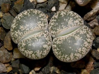 Lithops lesliei v.venteri C001 - 10 семян