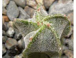 Astrophytum myriostigma v.tamaulipense X MY v.strongylogonum (D=20mm H=30-40mm)