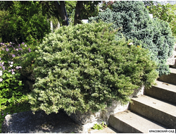 Можжевельник Андорра Компакта - Andorra Compact