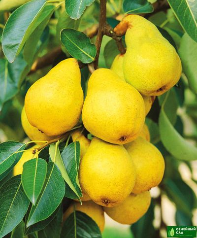 Груша &quot;Купава&quot;