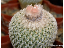 Epithelantha micromeris - 5 семян