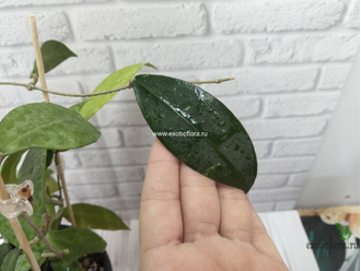 Hoya Ruthiae (sp. UT-168) (EPC-849)