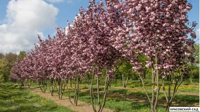 Вишня Роял Бургунди - Royal Burgundy
