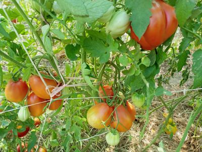 Томат Клубничный (Fragolone), Италия