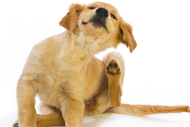 Дерматология