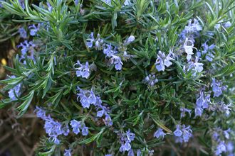 Розмарин хем. вербенон (Rosmarinus officinalis CT verbenon) Египет, 5 мл - 100% натуральное эфирное масло