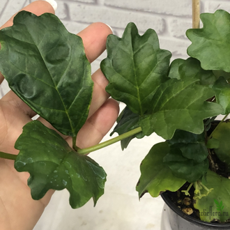 Никодемия дуболистная /  Nicodemia ( Buddleja indica )