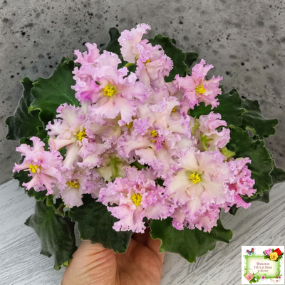 ЕК-Линжери (Е. Коршунова) 2021 г.