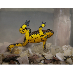 Желтобрюхая жерлянка (Bombina variegata)