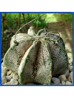 Astrophytum capricorne v. minor PP 269