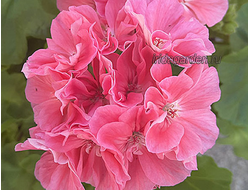 Пеларгония Jip's Iceny Queen