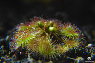 Drosera Rotundifolia | Росянка Круглолистая