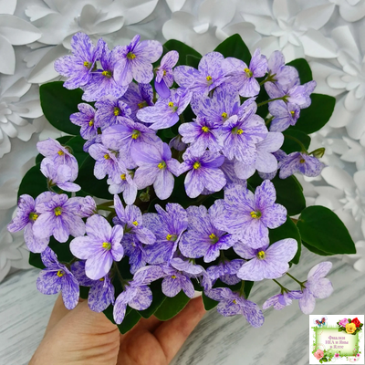 ГЕА-Весёлый Клоун (Е. Галицкая) 2024 г. трейлер