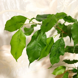 Фикусы - Ficus Benjamina "Golden Monique" / фикус бенджамина голден ...