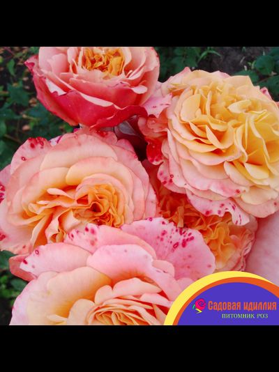 Ла Вилла Котта (La Villa Kotta)